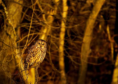 Barred Owl 5