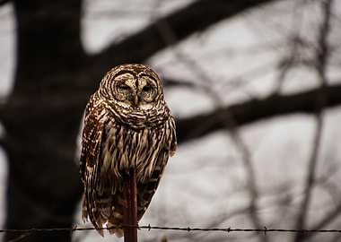 Single Barred Owl on perch