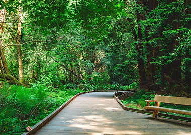 Forest Pathways