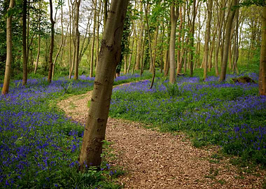 Bluebell wood