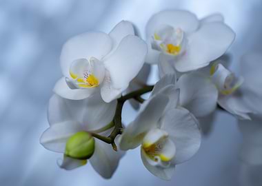 White orchid flowers