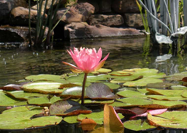 Pink Water Lily