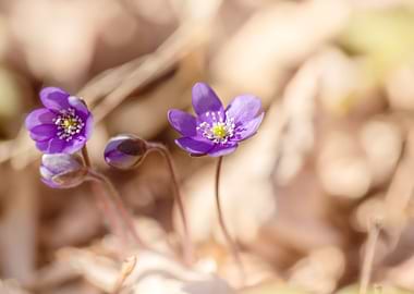 Purple spring flowers