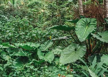 Plants in the Rainforest