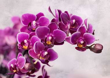 Purple pink orchid flowers