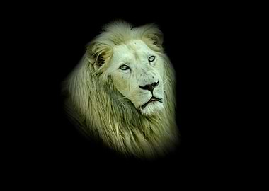 White lion portrait