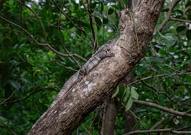 Iguana Nap + Leafy Dream