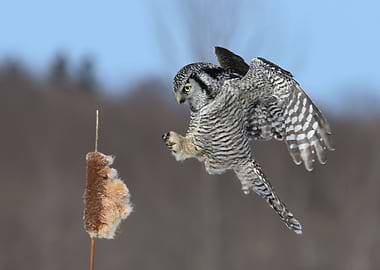 Incoming Hawk Owl