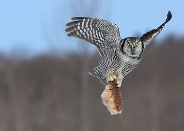 On a wing and a prayer