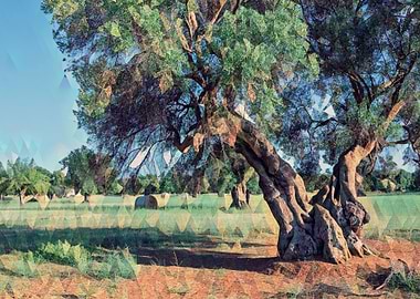 Countryside of Salento