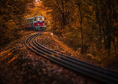 Beautiful autumn forest