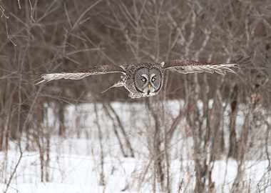Great grey owl
