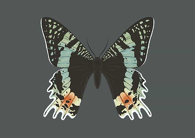 Madagascan sunset moth
