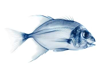 X Ray Fish