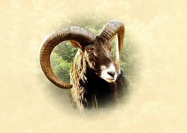 Mouflon