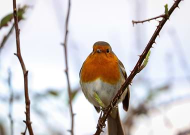 Robin Portrait Photo