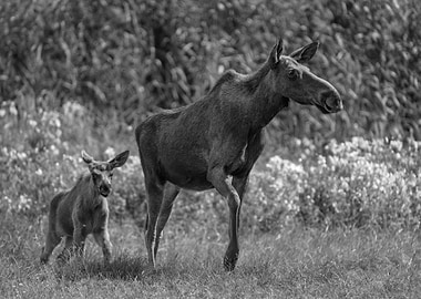 Moose With Its Young Calf