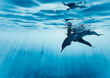 dolphin and sunlight