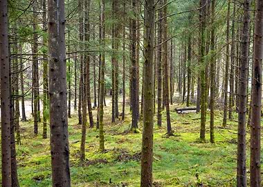 Scotland Forest