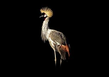 Grey crowned crane