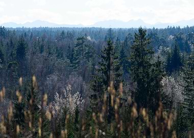 Forest Mountain View 1