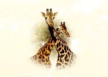 Giraffes
