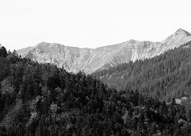 Mountain Tree Bliss 4