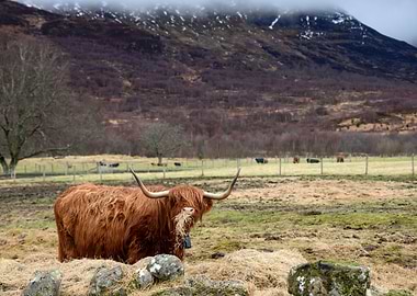 Scottish Cow
