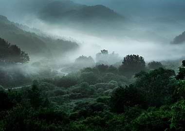 Valley in foggy forest