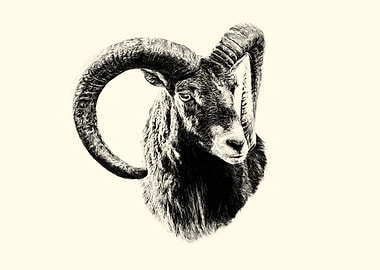 Mouflon portrait