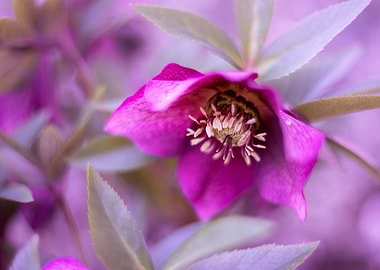 Pink hellebore flowers