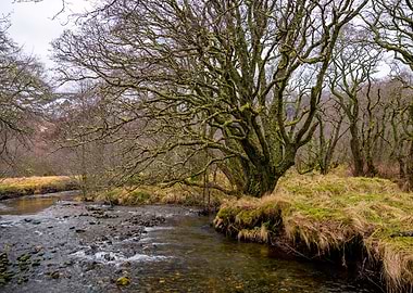 River Landscape
