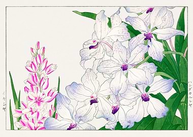 Aesthetic lily flowers