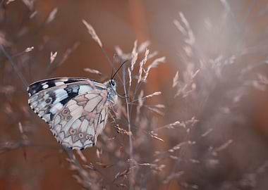 White and brown butterfly