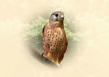 Kestrel
