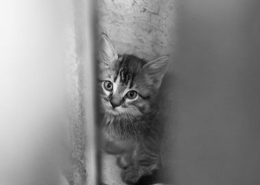 little cat in a barn
