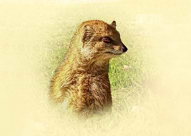 Yellow mongoose