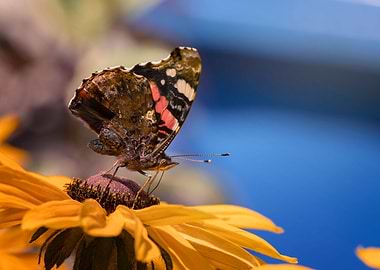 Brown butterfly on flower