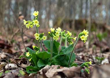 Primula flowers