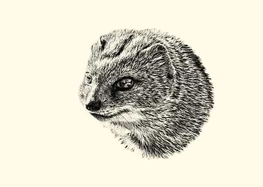 Mongoose portrait