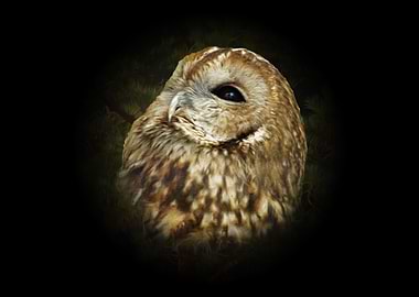 Tawny owl