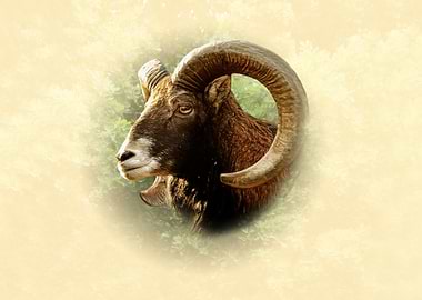 Mouflon portrait