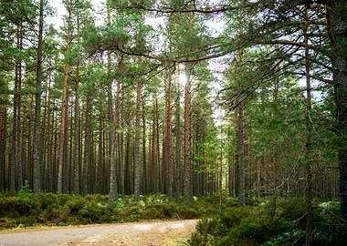 Beautiful Pine Forest