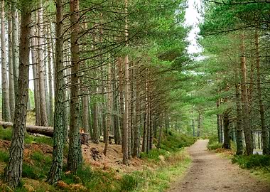 Through a Pine Forest