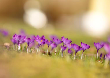 Spring flowers Crocuses