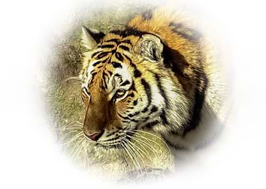Tiger portrait
