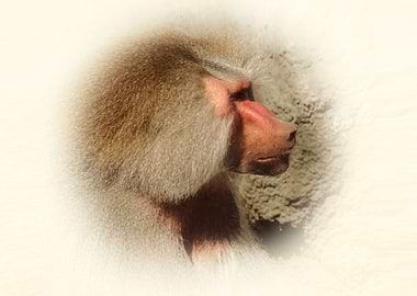 Baboon