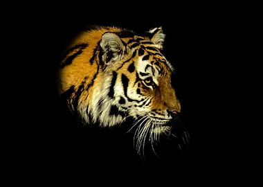 Tiger in the dark
