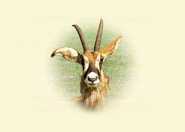 Roan antelope portrait