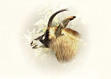 Roan antelope